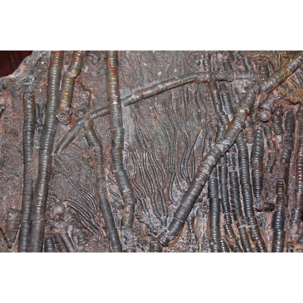 Crinoïdes - Image 4