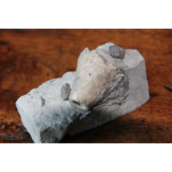 Crinoïde - Image 5