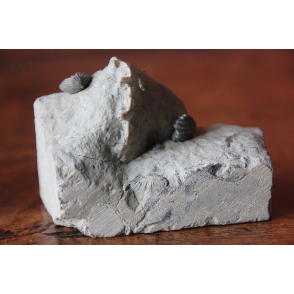 Crinoïde - Image 6