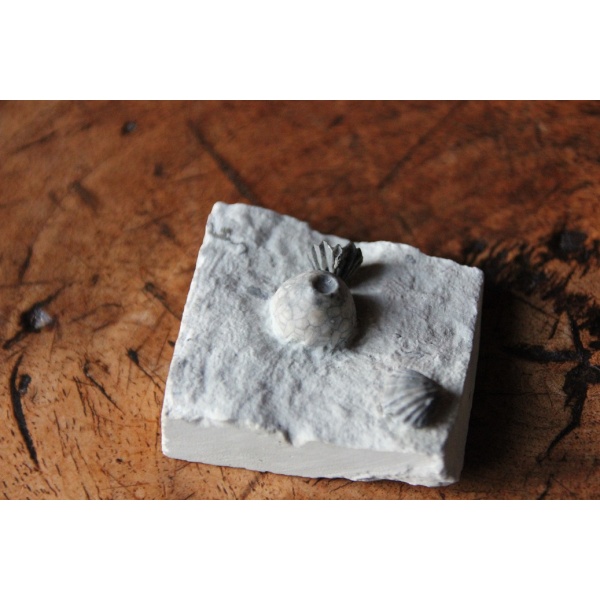 Crinoïde - Image 3
