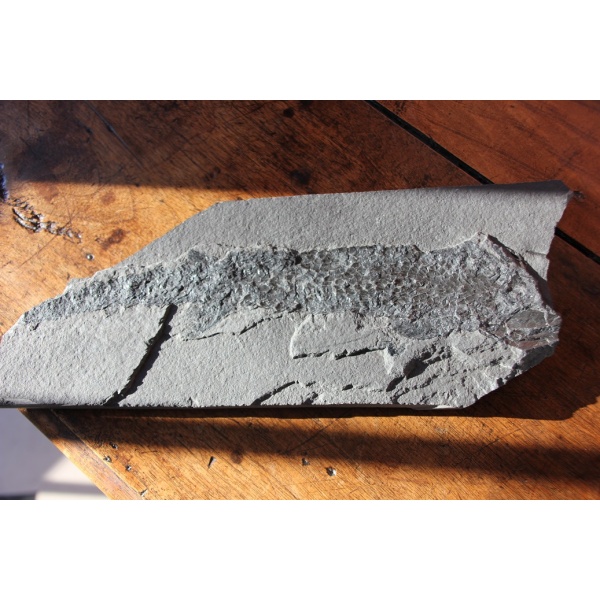 Osteolepis