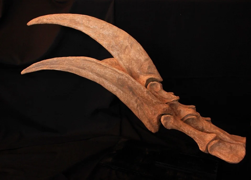 Therizinosaurus main moulage – Image 2