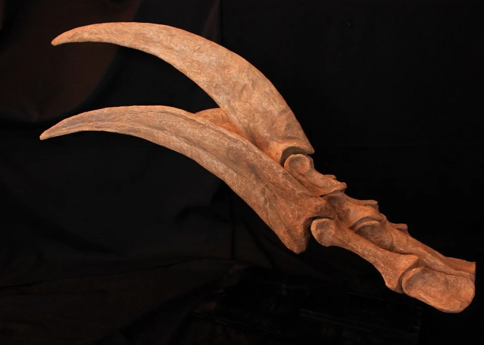 Therizinosaurus main moulage – Image 4