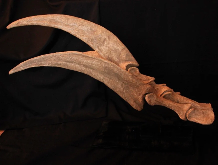 Therizinosaurus main moulage – Image 3