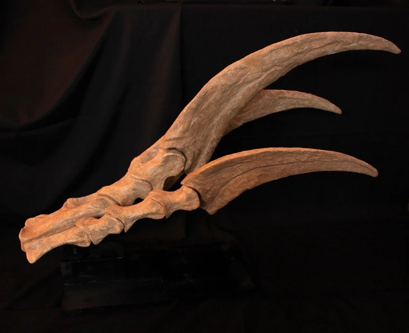 Therizinosaurus main moulage – Image 5