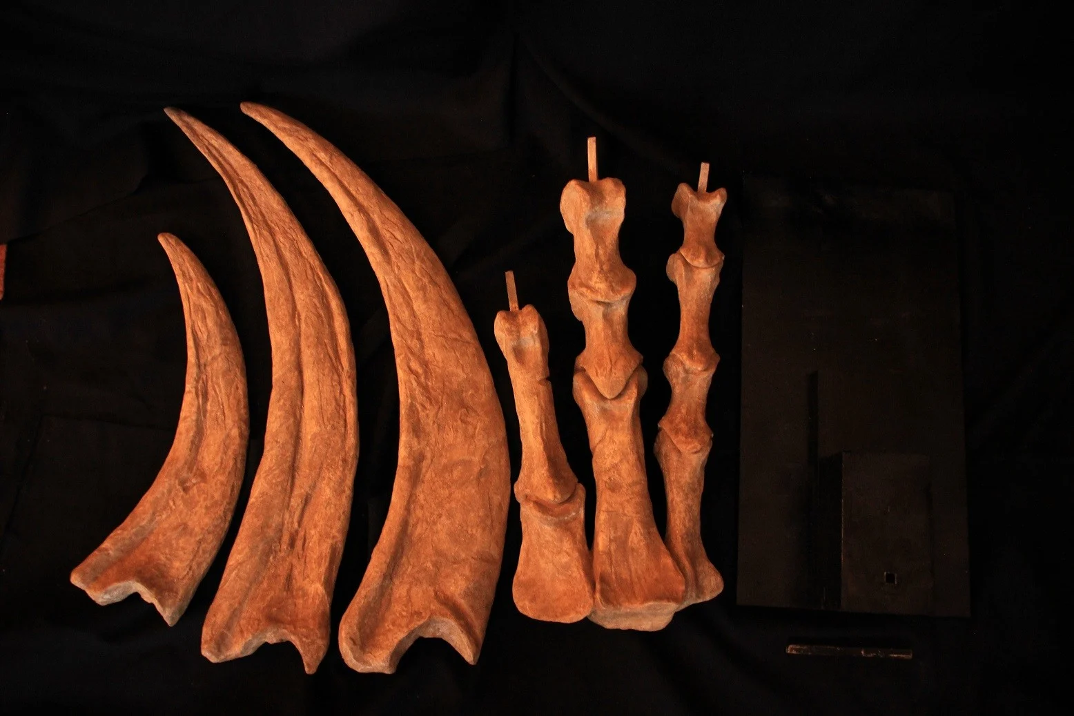 Therizinosaurus main moulage – Image 6