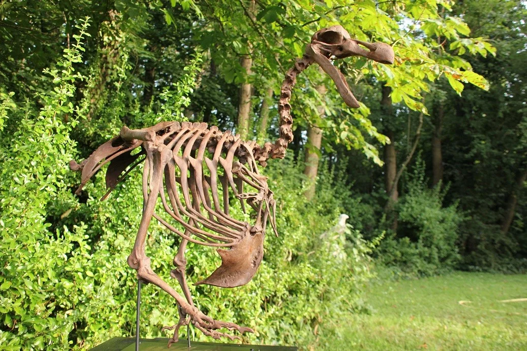 Dodo - Raphus cucullatus