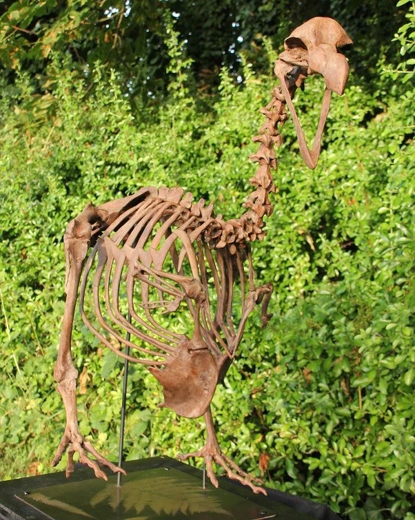 Dodo - Raphus cucullatus – Image 9