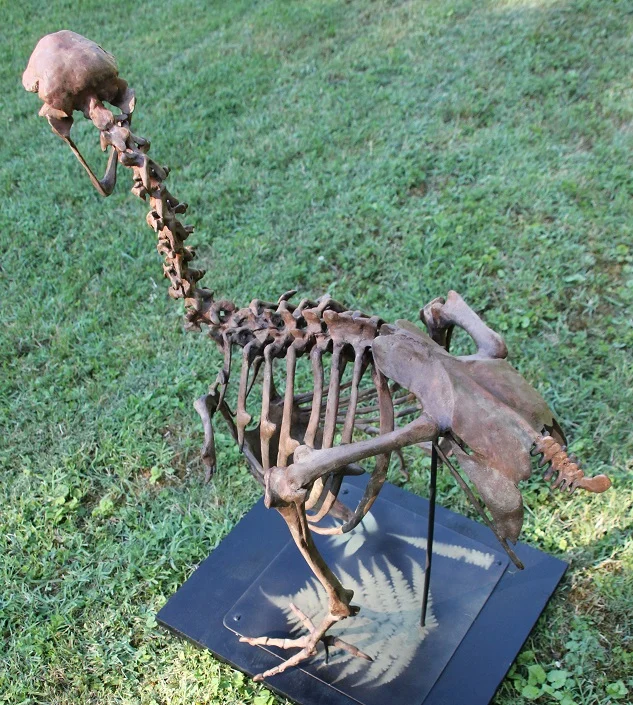 Dodo - Raphus cucullatus – Image 3