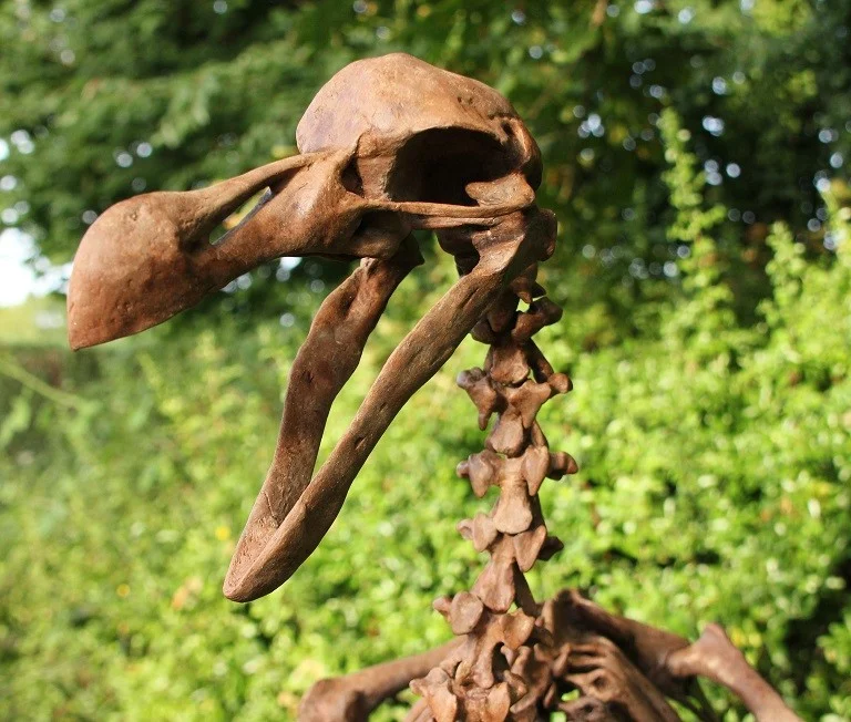 Dodo - Raphus cucullatus – Image 2