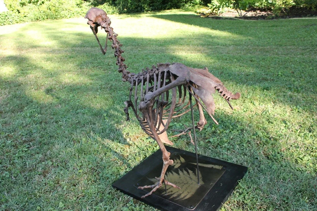 Dodo - Raphus cucullatus – Image 6