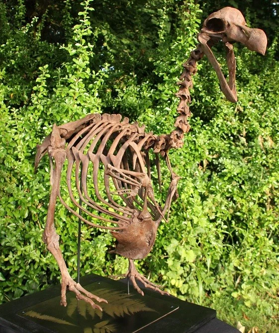 Dodo - Raphus cucullatus – Image 7