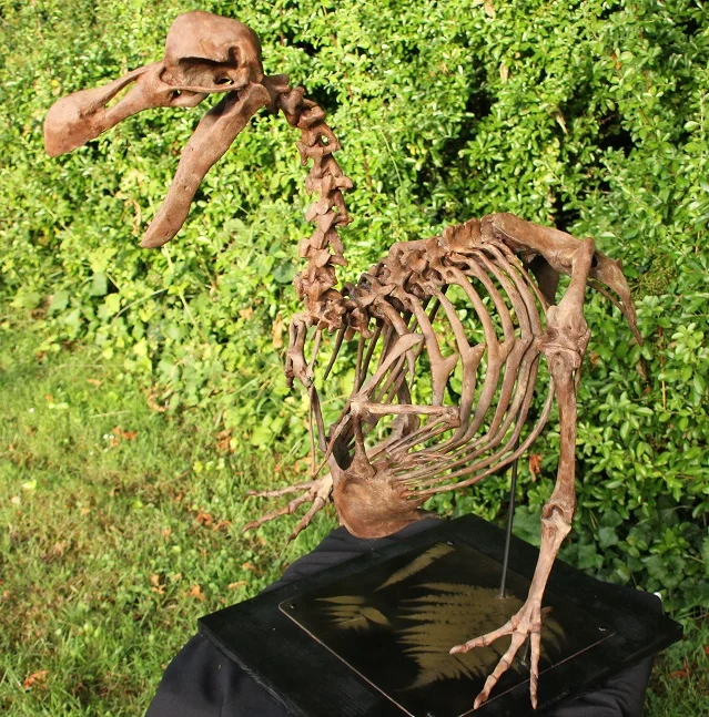 Dodo - Raphus cucullatus – Image 8