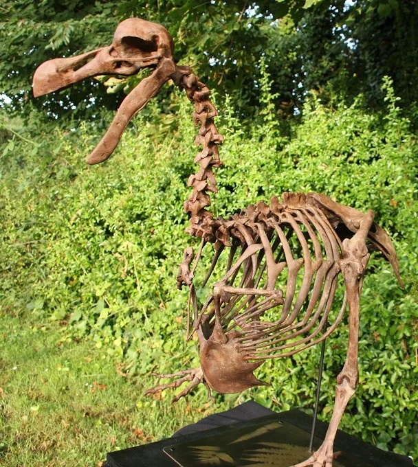 Dodo - Raphus cucullatus – Image 5