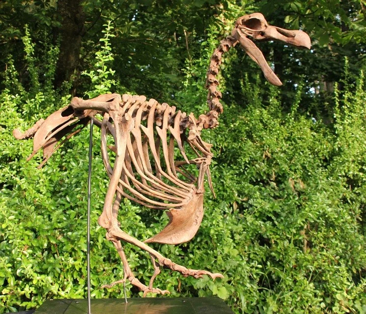 Dodo - Raphus cucullatus – Image 4